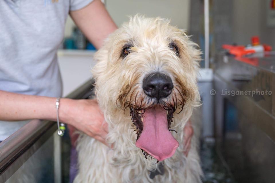 fitdog-physical-therapy-for-dog-luxembourg (3)